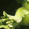 Corylus americana, fruit