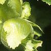 Corylus americana, fruit
