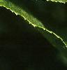 Corylus americana, fruit