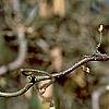 Corylus avellana 'Contorta', flowers