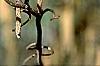 Corylus avellana 'Contorta', flowers