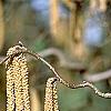 Corylus avellana 'Contorta', flowers