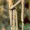Corylus avellana 'Contorta', flowers