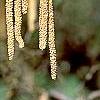 Corylus avellana 'Contorta', flowers