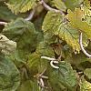 Corylus avellana 'Contorta', fall color