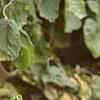 Corylus avellana 'Contorta', fall color