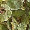 Corylus avellana 'Contorta', fall color