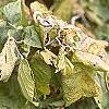 Corylus avellana 'Contorta', fall color