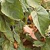 Corylus avellana 'Contorta', fall color