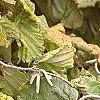 Corylus avellana 'Contorta', fall color