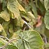 Corylus avellana 'Contorta', fall color