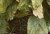 Corylus avellana 'Contorta', fall color