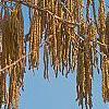 Corylus colurna, flowers