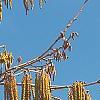 Corylus colurna, flowers