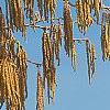 Corylus colurna, flowers
