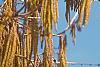 Corylus colurna, flowers