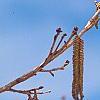 Corylus colurna, flowers