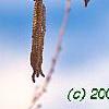 Corylus colurna, flowers