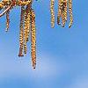 Corylus colurna, flowers