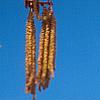 Corylus colurna, flowers