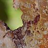 Corylus fargesii, bark