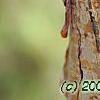Corylus fargesii, bark