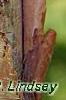 Corylus fargesii, bark