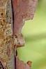 Corylus fargesii, bark