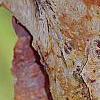 Corylus fargesii, bark