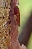 Corylus fargesii, bark