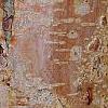 Corylus fargesii, bark
