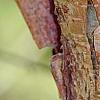 Corylus fargesii, bark