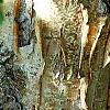 Corylus fargesii, bark