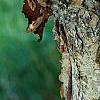 Corylus fargesii, bark