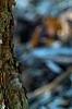 Corylus fargesii, bark