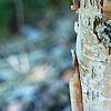 Corylus fargesii, bark