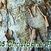 Corylus fargesii, bark