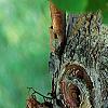 Corylus fargesii, bark