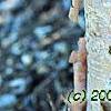 Corylus fargesii, bark