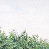 Campsis radicans, habit