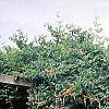 Campsis radicans, habit