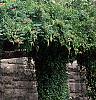 Campsis radicans, habit