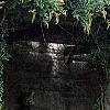 Campsis radicans, habit