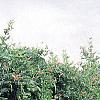 Campsis radicans, habit