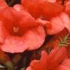 Campsis radicans, flowers