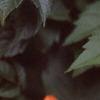 Campsis radicans, flowers