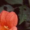 Campsis radicans, flowers