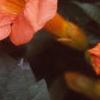 Campsis radicans, flowers