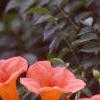 Campsis radicans, flowers