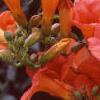 Campsis radicans, flowers